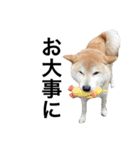 柴犬 ふじまる2（個別スタンプ：36）