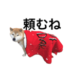 柴犬 ふじまる2（個別スタンプ：37）