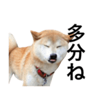 柴犬 ふじまる2（個別スタンプ：38）