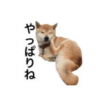 柴犬 ふじまる2（個別スタンプ：39）