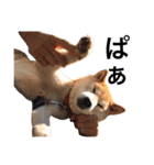柴犬 ふじまる2（個別スタンプ：40）