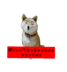 Momo everyday.（個別スタンプ：5）