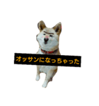 Momo everyday.（個別スタンプ：6）