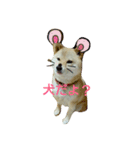 Momo everyday.（個別スタンプ：8）