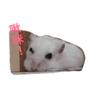 Hamster bian（個別スタンプ：2）