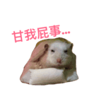 Hamster bian（個別スタンプ：4）