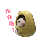 Hamster bian（個別スタンプ：5）