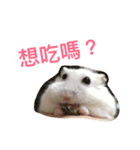 Hamster bian（個別スタンプ：7）