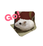 Hamster bian（個別スタンプ：8）