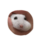 Hamster bian（個別スタンプ：9）