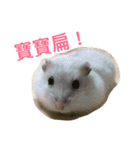 Hamster bian（個別スタンプ：10）