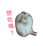 Hamster bian（個別スタンプ：11）