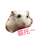 Hamster bian（個別スタンプ：12）