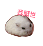 Hamster bian（個別スタンプ：16）