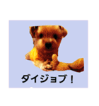 mi-tofamily yume2（個別スタンプ：5）