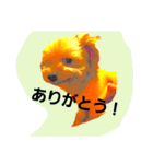 mi-tofamily yume2（個別スタンプ：8）