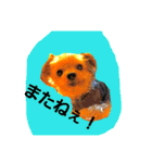 mi-tofamily yume2（個別スタンプ：9）