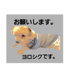 mi-tofamily yume2（個別スタンプ：15）