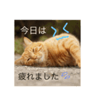 jiro_jiro（個別スタンプ：12）