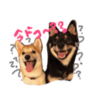 柴犬姉妹の日常（個別スタンプ：1）