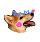 柴犬姉妹の日常（個別スタンプ：2）