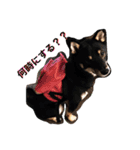 柴犬姉妹の日常（個別スタンプ：3）