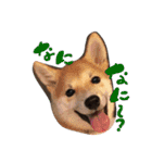 柴犬姉妹の日常（個別スタンプ：4）