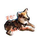 柴犬姉妹の日常（個別スタンプ：5）