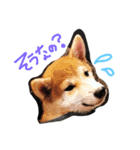 柴犬姉妹の日常（個別スタンプ：6）