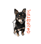 柴犬姉妹の日常（個別スタンプ：8）