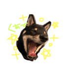 柴犬姉妹の日常（個別スタンプ：9）
