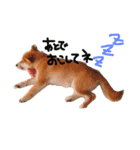 柴犬姉妹の日常（個別スタンプ：10）