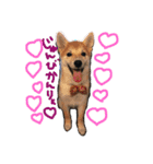 柴犬姉妹の日常（個別スタンプ：12）