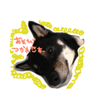 柴犬姉妹の日常（個別スタンプ：13）