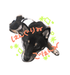 柴犬姉妹の日常（個別スタンプ：14）