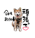 柴犬姉妹の日常（個別スタンプ：15）