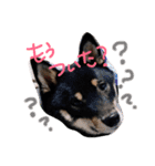 柴犬姉妹の日常（個別スタンプ：16）