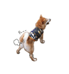 柴犬姉妹の日常（個別スタンプ：17）