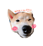 柴犬姉妹の日常（個別スタンプ：18）