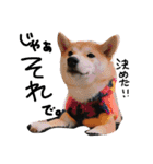 柴犬姉妹の日常（個別スタンプ：20）