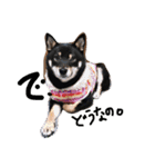 柴犬姉妹の日常（個別スタンプ：22）