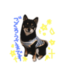 柴犬姉妹の日常（個別スタンプ：23）