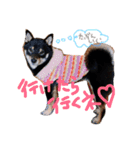 柴犬姉妹の日常（個別スタンプ：24）