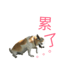 Chihuahua (Name:Doggie)（個別スタンプ：2）