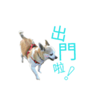 Chihuahua (Name:Doggie)（個別スタンプ：5）