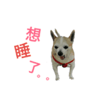 Chihuahua (Name:Doggie)（個別スタンプ：7）