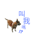 Chihuahua (Name:Doggie)（個別スタンプ：8）