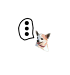 Chihuahua (Name:Doggie)（個別スタンプ：12）