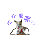 Chihuahua (Name:Doggie)（個別スタンプ：22）