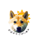 柴犬ゆず男です（個別スタンプ：1）